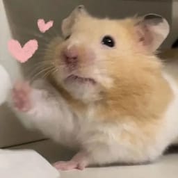 Figurinha 9 de 119 do pacote Figurinhas de Hamsters 🐹