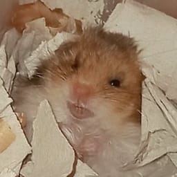 Figurinha 99 de 119 do pacote Figurinhas de Hamsters 🐹