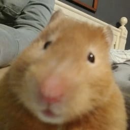 Figurinha 100 de 119 do pacote Figurinhas de Hamsters 🐹