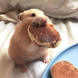 Figurinha 101 de 119 do pacote Figurinhas de Hamsters 🐹