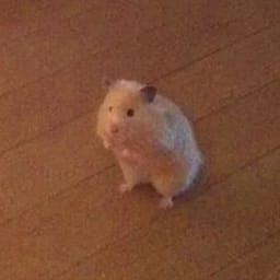 Figurinha 103 de 119 do pacote Figurinhas de Hamsters 🐹