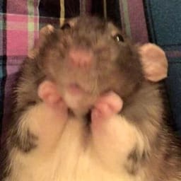 Figurinha 104 de 119 do pacote Figurinhas de Hamsters 🐹