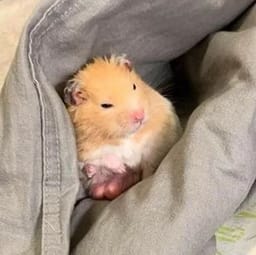 Figurinha 105 de 119 do pacote Figurinhas de Hamsters 🐹