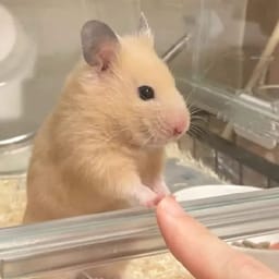 Figurinha 106 de 119 do pacote Figurinhas de Hamsters 🐹