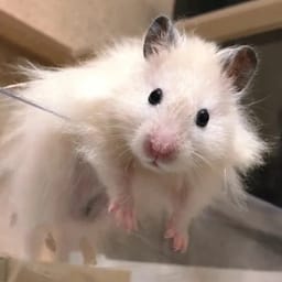 Figurinha 107 de 119 do pacote Figurinhas de Hamsters 🐹