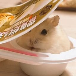 Figurinha 108 de 119 do pacote Figurinhas de Hamsters 🐹