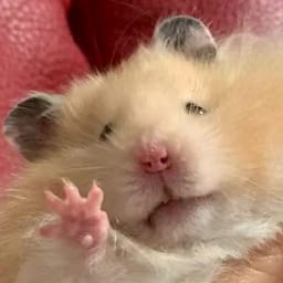 Figurinha 109 de 119 do pacote Figurinhas de Hamsters 🐹