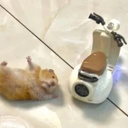 Figurinha 110 de 119 do pacote Figurinhas de Hamsters 🐹