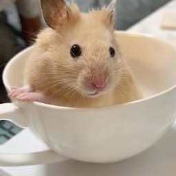 Figurinha 111 de 119 do pacote Figurinhas de Hamsters 🐹