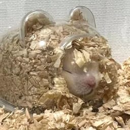 Figurinha 112 de 119 do pacote Figurinhas de Hamsters 🐹