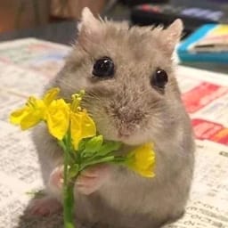 Figurinha 113 de 119 do pacote Figurinhas de Hamsters 🐹