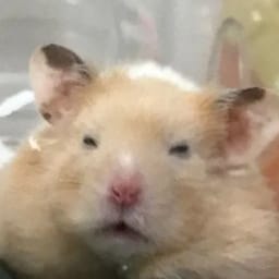 Figurinha 114 de 119 do pacote Figurinhas de Hamsters 🐹