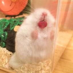 Figurinha 115 de 119 do pacote Figurinhas de Hamsters 🐹