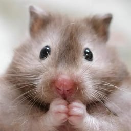 Figurinha 116 de 119 do pacote Figurinhas de Hamsters 🐹