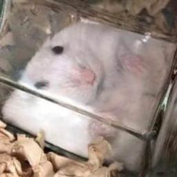 Figurinha 117 de 119 do pacote Figurinhas de Hamsters 🐹