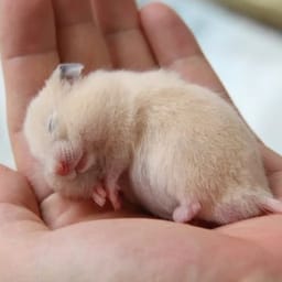 Figurinha 118 de 119 do pacote Figurinhas de Hamsters 🐹