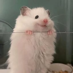 Figurinha 11 de 119 do pacote Figurinhas de Hamsters 🐹