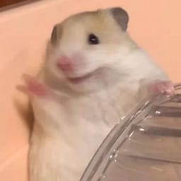Figurinha 12 de 119 do pacote Figurinhas de Hamsters 🐹