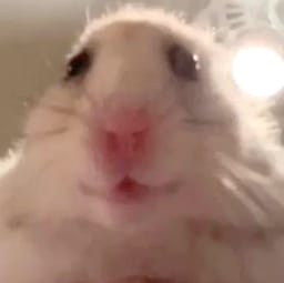 Figurinha 13 de 119 do pacote Figurinhas de Hamsters 🐹