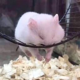 Figurinha 15 de 119 do pacote Figurinhas de Hamsters 🐹