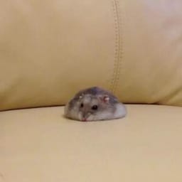 Figurinha 16 de 119 do pacote Figurinhas de Hamsters 🐹