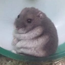 Figurinha 18 de 119 do pacote Figurinhas de Hamsters 🐹