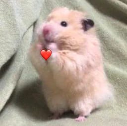Figurinha 2 de 119 do pacote Figurinhas de Hamsters 🐹