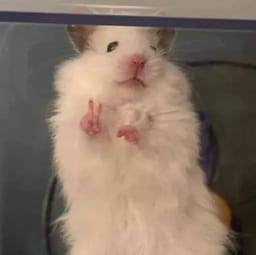 Figurinha 19 de 119 do pacote Figurinhas de Hamsters 🐹