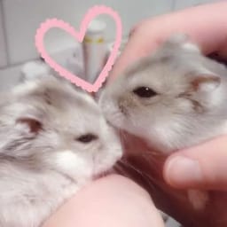 Figurinha 21 de 119 do pacote Figurinhas de Hamsters 🐹