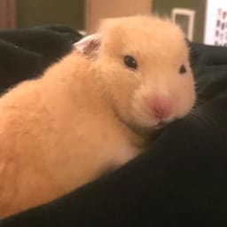 Figurinha 23 de 119 do pacote Figurinhas de Hamsters 🐹