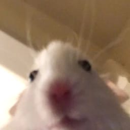 Figurinha 25 de 119 do pacote Figurinhas de Hamsters 🐹