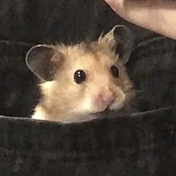 Figurinha 27 de 119 do pacote Figurinhas de Hamsters 🐹