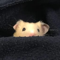 Figurinha 28 de 119 do pacote Figurinhas de Hamsters 🐹