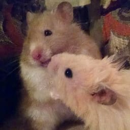 Figurinha 29 de 119 do pacote Figurinhas de Hamsters 🐹