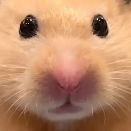 Figurinha 30 de 119 do pacote Figurinhas de Hamsters 🐹