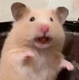 Figurinha 31 de 119 do pacote Figurinhas de Hamsters 🐹