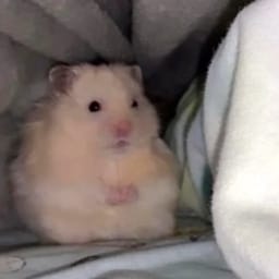 Figurinha 32 de 119 do pacote Figurinhas de Hamsters 🐹