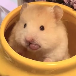 Figurinha 34 de 119 do pacote Figurinhas de Hamsters 🐹