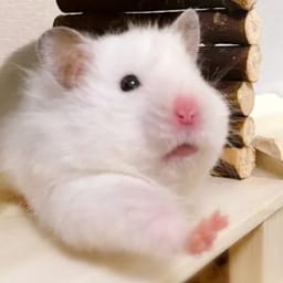 Figurinha 35 de 119 do pacote Figurinhas de Hamsters 🐹