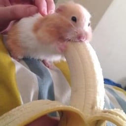 Figurinha 36 de 119 do pacote Figurinhas de Hamsters 🐹