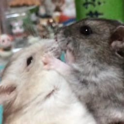 Figurinha 37 de 119 do pacote Figurinhas de Hamsters 🐹
