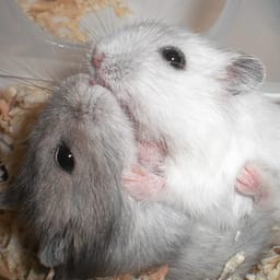 Figurinha 38 de 119 do pacote Figurinhas de Hamsters 🐹