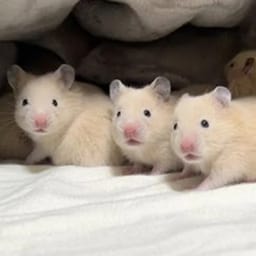 Figurinha 39 de 119 do pacote Figurinhas de Hamsters 🐹