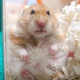 Figurinha 40 de 119 do pacote Figurinhas de Hamsters 🐹