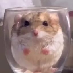 Figurinha 41 de 119 do pacote Figurinhas de Hamsters 🐹