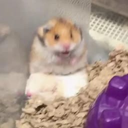 Figurinha 43 de 119 do pacote Figurinhas de Hamsters 🐹