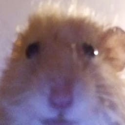 Figurinha 44 de 119 do pacote Figurinhas de Hamsters 🐹