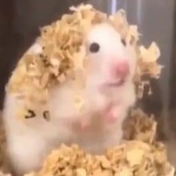 Figurinha 45 de 119 do pacote Figurinhas de Hamsters 🐹