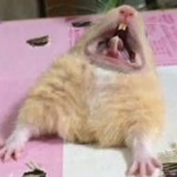 Figurinha 46 de 119 do pacote Figurinhas de Hamsters 🐹