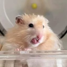 Figurinha 47 de 119 do pacote Figurinhas de Hamsters 🐹